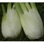 Florence Fennel Fino